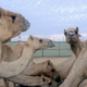 Illustration for article titled Camel urine...and its use in medicine